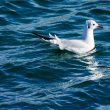 Mouette rieuse